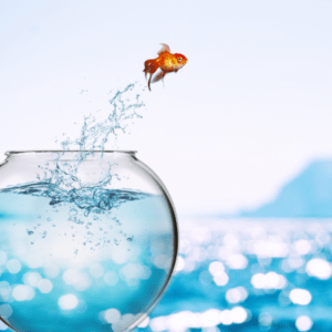 Ein Fisch hüpft aus eigener Kraft aus seinem Mini-Aquarium hinaus ins Meer, symbolisch für die Freiheit