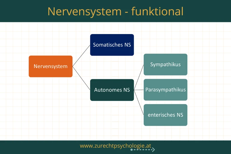 Funktionale Einteilung des Nervensystems