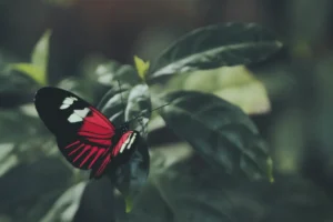 Schmetterling auf einem Blatt als Symbol für Transformation durch Coaching