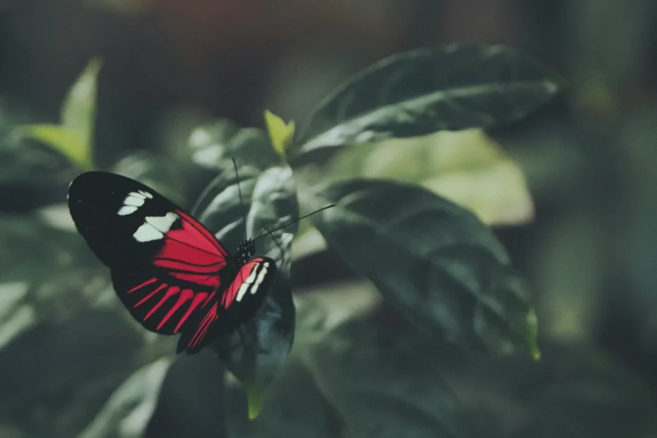 Schmetterling auf einem Blatt als Symbol für Transformation durch Coaching