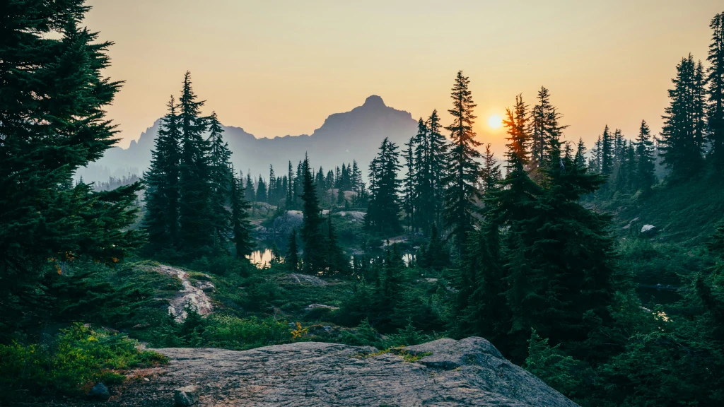 Ansicht eines Waldes bei Sonnenuntergang